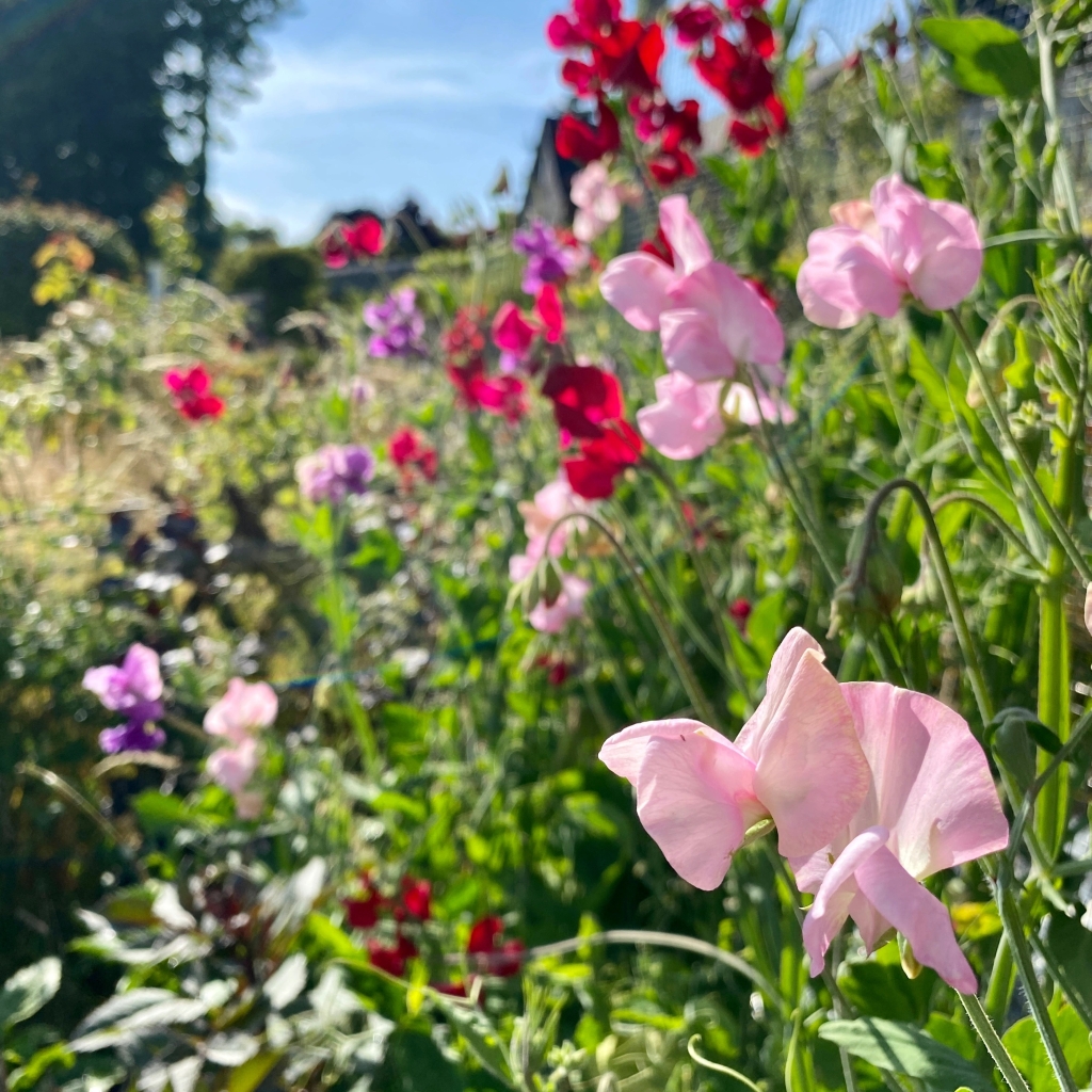 Sweet peas and how to grow them